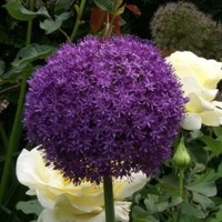 Allium 'Ambassador' Photo: Nijssen